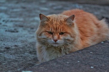 street cat