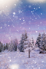 Scenic winter landscape with snowy fir trees. Winter postcard.
