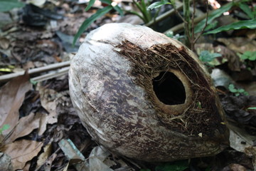 skull in forest