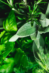 Macro photography of kitchen herbs like sage, rosemary, parsley, dill and basil.