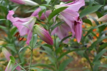 cute pink lily flowers