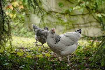 Poules dans le pré