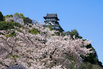 Naklejka premium 犬山城 国宝犬山城 桜と犬山城 春の犬山城
