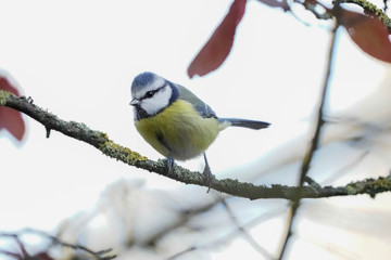 Fototapeta premium mésange