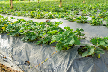 Rows of strawberry leaves growing in green house plantation