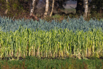 cultivated meadow of green leek in sunshine