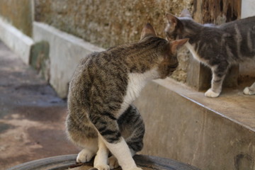 cat on fence
