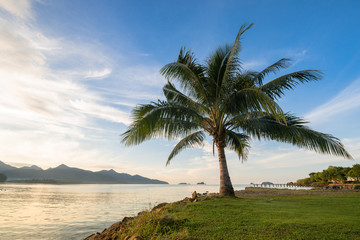 Fototapeta na wymiar palm tree on Koh Chang island in Thailand