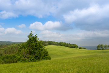 lonely tree on a green meadow