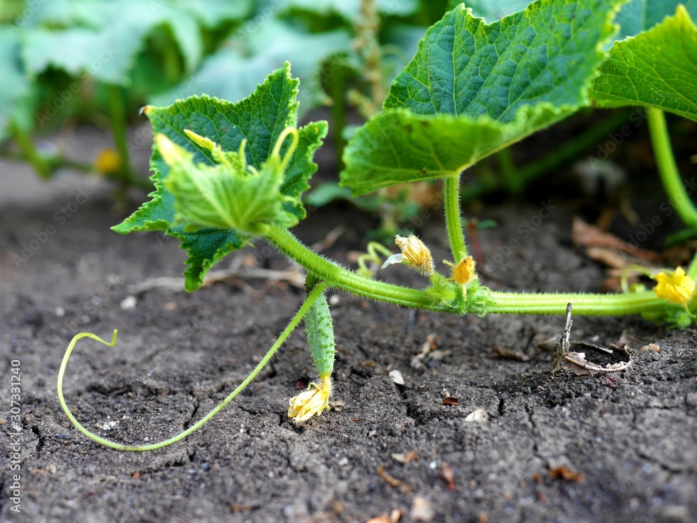 Wall mural photo of a tiny cucumber with a yellow flower at its tip, growing on a cucumber plant. farming / gar