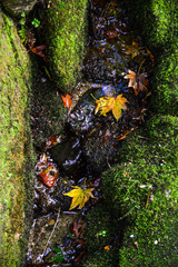 Autumn scenery in Kyoto, Japan