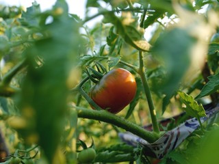 Photo of a large half ripe tomato growing on a tomato plant in a vegetable garden. Farming / gardening concept. 
