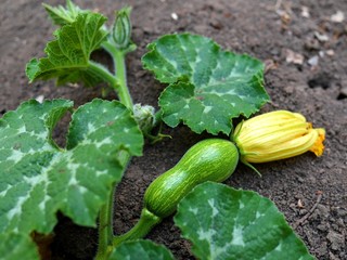 Photo of a small green pumpkin with a yellow flower at its tip, lying on the ground among green leaves of a pumpkin plant. 