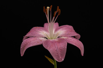 Beautiful pink lily with water drops on the petals