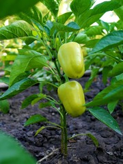 Vertical photo of a bell pepper plant with two green peppers on it. Growing vegetables concept. 
