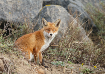 Red fox in nature near big ballast stones