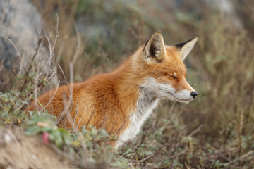 Red fox in nature 