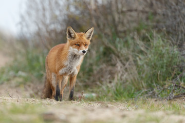 Naklejka na ściany i meble Red fox in nature 