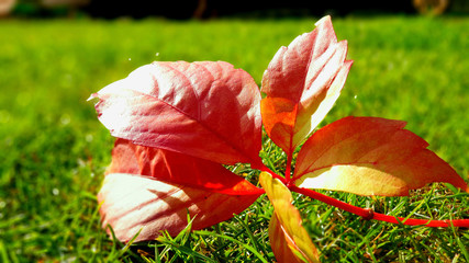 foglie autunno colori rosso alberi