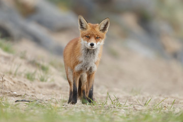 Red fox in nature near big ballast stones