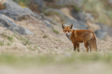Naklejka na ściany i meble Red fox in nature 