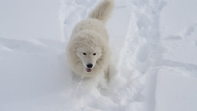 cani dog samoiedo neve