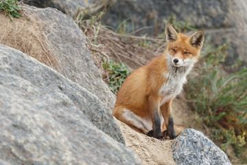 Red fox in nature near big ballast stones