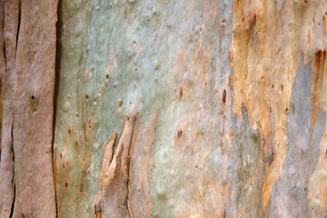 Bark of the trunk of a eucalyptus tree