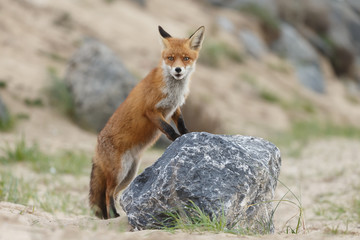 Red fox in nature near big ballast stones