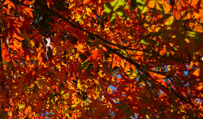 Autumn color tree leaf nature season fall