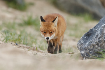 Red fox in nature near big ballast stones