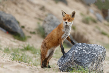 Red fox in nature 