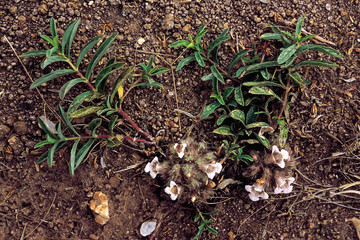 Lepidagathis Cristata. Family: Acanthaceae. A small herb with the dry bracts of the inflorescence forming a round slightly prickly structure. Usually found in poor, shallow soil.