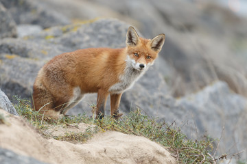 Red fox in nature near big ballast stones