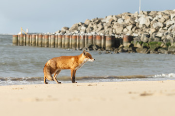 Red fox standing on the beach at the North Sea