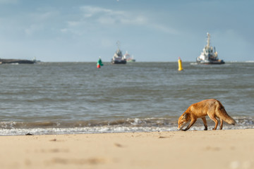 Red fox standing on the beach at the North Sea