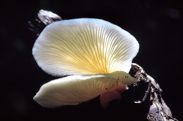 Pleurotus sp. Class: Homobasidiomycetes . Series: Hymenomycetes. Order: Agaricales. Small white Pleurotus growing on wood.