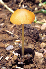 Class: Homobasidiomycetes . Series: Hymenomycetes. Order: Agaricales. Small delicate mushroom growing on soil.