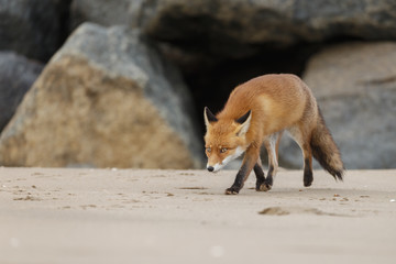 Red fox standing on the beach at the North Sea