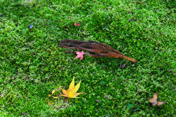 Autumn scenery in Kyoto, Japan