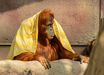 orangutan with yellow cloth over shoulders