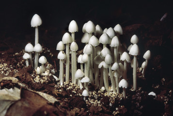 Termitomyces sp. Termite Hill mushroom (small). Class: Homobasidiomycetes . Series: Hymenomycetes. Order: Agaricales. 