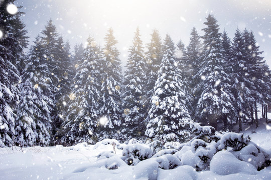 Frozen winter landscape. Holidays concept.