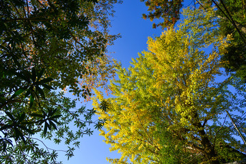 Autumn scenery in Kyoto, Japan