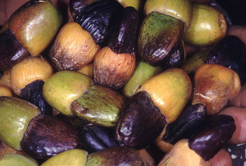 Fruit. Semecarpus Anacardium. The Marking Nut tree. 