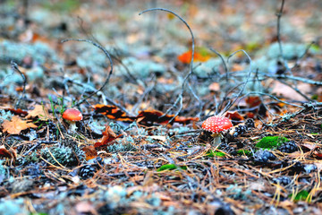 Poisonous inedible toxic mushroom fly agaric in the natural environment, autumn forest, green moss, grass, dead leaves, tinting, sunny day