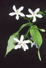 Flowers. Wrightia Arborea. Family: Apocyanaceae. A small tree with milky sap and leaves which used...