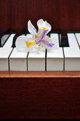 White African Iris with Purple and Yellow Center on piano keys