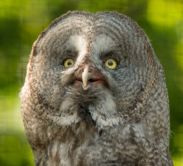 great grey owl (strix) portrait looking excited