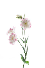 beautiful pink lisianthus flowers isolated on white
